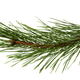 The image of a branch of the pine, isolated, on a white background The image of a branch of the pine, isolated, on a white background - PhotoDune Item for Sale