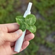A woman holds an electronic cigarette and a lucky four-leaf clover in her hand. A woman holds an electronic cigarette and a lucky four-leaf clover in her hand. - PhotoDune Item for Sale