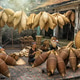Group of Old Vietnamese female craftsman making the traditional bamboo fish trap Group of Old Vietnamese female craftsman making the traditional bamboo fish trap - PhotoDune Item for Sale