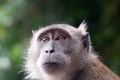 Macaque monkey in the batu caves of malaysia Macaque monkey in the batu caves of malaysia - PhotoDune Item for Sale