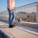 Man walking small dog on sunny urban promenade with railing Man walking small dog on sunny urban promenade with railing - PhotoDune Item for Sale