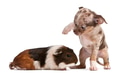 Chihuahua puppy interacting with a guinea pig in front of white background Chihuahua puppy interacting with a guinea pig in front of white background - PhotoDune Item for Sale