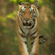 Beautiful Tiger Portrait Beautiful Tiger Portrait - PhotoDune Item for Sale