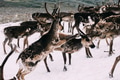 Norwegian reindeer fighting on a snow patch in the mountains Norwegian reindeer fighting on a snow patch in the mountains - PhotoDune Item for Sale