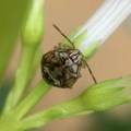 I usually set out to shoot flowers but instead find other interesting subjects like this pretty bug I usually set out to shoot flowers but instead find other interesting subjects like this pretty bug - PhotoDune Item for Sale
