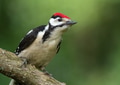 Young male greater spotted woodpecker Young male greater spotted woodpecker - PhotoDune Item for Sale