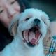 dog yawns and happy time with girl dog yawns and happy time with girl - PhotoDune Item for Sale