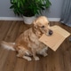 Golden retriever dog fetching corrugated cardboard toy at home Golden retriever dog fetching corrugated cardboard toy at home - PhotoDune Item for Sale