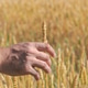 Farmer touches ear of wheat on agricultural field Farmer touches ear of wheat on agricultural field - PhotoDune Item for Sale