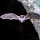 Long-fingered bat flying from cave Long-fingered bat flying from cave - PhotoDune Item for Sale