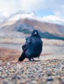 Black Crow. Portrait of a wild bird. Animals in the wild. Bird in the background of nature. Black Crow. Portrait of a wild bird. Animals in the wild. Bird in the background of nature. - PhotoDune Item for Sale