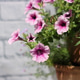 Floral Floral - PhotoDune Item for Sale
