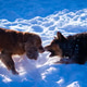 Black and ginfer dogs are playing in the snow. Mockup friendly Black and ginfer dogs are playing in the snow. Mockup friendly - PhotoDune Item for Sale