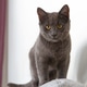 Young grey cat standing on a light greay coach Young grey cat standing on a light greay coach - PhotoDune Item for Sale