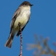 Eastern Phoebe Perched Eastern Phoebe Perched - PhotoDune Item for Sale