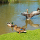 Duck games on a bright sunny day on a lake in the city garden
Beauty in Natur
☀️NOMINATED ☀️
Garden Duck games on a bright sunny day on a lake in the city garden
Beauty in Natur
☀️NOMINATED ☀️
Garden - PhotoDune Item for Sale