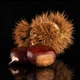 Chestnuts on a black reflective background Chestnuts on a black reflective background - PhotoDune Item for Sale