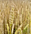 Close up of ripe wheat ears against beautiful sky with clouds. Selective focus. Close up of ripe wheat ears against beautiful sky with clouds. Selective focus. - PhotoDune Item for Sale