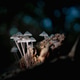Mushrooms in the spotlight Mushrooms in the spotlight - PhotoDune Item for Sale