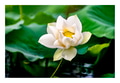 White lotus blooming in the pond White lotus blooming in the pond - PhotoDune Item for Sale