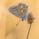 Adonis Blue (Polyommatus bellargus) roosting on flower at sunset, Cevennes, France Adonis Blue (Polyommatus bellargus) roosting on flower at sunset, Cevennes, France - PhotoDune Item for Sale