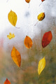 Autumn leaves stuck to the window that gets wet from rain drops. Cozy fall mood. Autumn leaves stuck to the window that gets wet from rain drops. Cozy fall mood. - PhotoDune Item for Sale