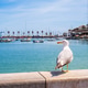Seagull in Cascais harbor, Portugal Seagull in Cascais harbor, Portugal - PhotoDune Item for Sale