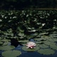 water lily on the lake, dark background water lily on the lake, dark background - PhotoDune Item for Sale