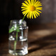 Summer Flower Summer Flower - PhotoDune Item for Sale