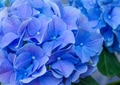 French Hydrangea background. Blue Hydrangea or Hydrangea macrophylla or Hortensia flowers. French Hydrangea background. Blue Hydrangea or Hydrangea macrophylla or Hortensia flowers. - PhotoDune Item for Sale