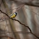 Colorful great tit sitting on branch in spring nature Colorful great tit sitting on branch in spring nature - PhotoDune Item for Sale