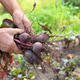 A man harvests beets in his garden A man harvests beets in his garden - PhotoDune Item for Sale