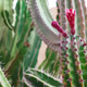 Cactus Minimal floral botanical aesthetic. Trendy nature green concept.Travel Canary Island Cactus Minimal floral botanical aesthetic. Trendy nature green concept.Travel Canary Island - PhotoDune Item for Sale