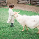 Little girl feeding goats on the farm. Agritourism concept. Life in the countryside Little girl feeding goats on the farm. Agritourism concept. Life in the countryside - PhotoDune Item for Sale