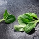 Baby bok choy leaves atop wet dark background, top view, copy space Baby bok choy leaves atop wet dark background, top view, copy space - PhotoDune Item for Sale