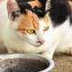calico cat bending down to eat food in a bowl calico cat bending down to eat food in a bowl - PhotoDune Item for Sale
