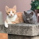 Two nice domestic cats Two nice domestic cats - PhotoDune Item for Sale