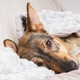 Cozy dog resting under a soft blanket at home during winter months Cozy dog resting under a soft blanket at home during winter months - PhotoDune Item for Sale