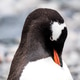Gentoo Penguin Gentoo Penguin - PhotoDune Item for Sale