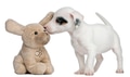 Jack Russell Terrier puppy, 7 weeks old, sniffing stuffed animal in front of white background Jack Russell Terrier puppy, 7 weeks old, sniffing stuffed animal in front of white background - PhotoDune Item for Sale