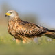 Red kite perched in green grass with flowers Red kite perched in green grass with flowers - PhotoDune Item for Sale