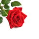 Single red rose isolated on white background. Selective focus. Single red rose isolated on white background. Selective focus. - PhotoDune Item for Sale