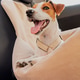Happy dog enjoying a car ride on a sunny day in a comfortable pet seat cover Happy dog enjoying a car ride on a sunny day in a comfortable pet seat cover - PhotoDune Item for Sale