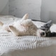 cute dog lying on the bed paws up feeling hot cute dog lying on the bed paws up feeling hot - PhotoDune Item for Sale