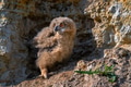 Nestling of Eurasian eagle-owl or Bubo in steppe Nestling of Eurasian eagle-owl or Bubo in steppe - PhotoDune Item for Sale