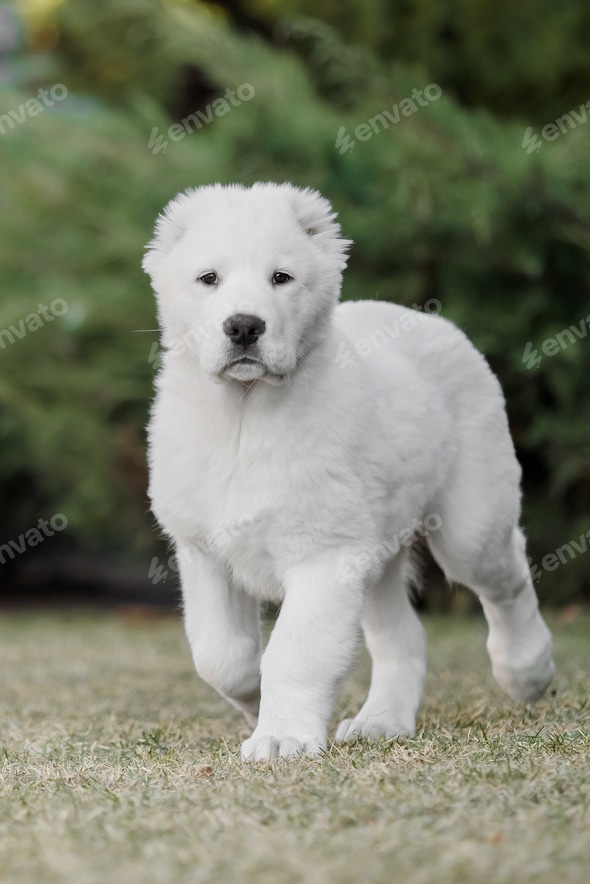 Central Asian Shepherd Dog White Dog Kennel