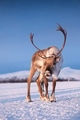 Animal in wildlife. Winter landscape during sunset with deer. Tromso, Norway Animal in wildlife. Winter landscape during sunset with deer. Tromso, Norway - PhotoDune Item for Sale