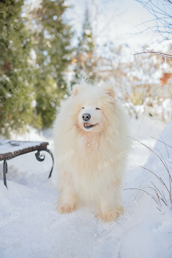 white malamute dog stands on snow on sunny day Stock Photo by