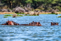 Close hippo or Hippopotamus amphibius in water Close hippo or Hippopotamus amphibius in water - PhotoDune Item for Sale