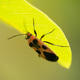 True bugs True bugs - PhotoDune Item for Sale
